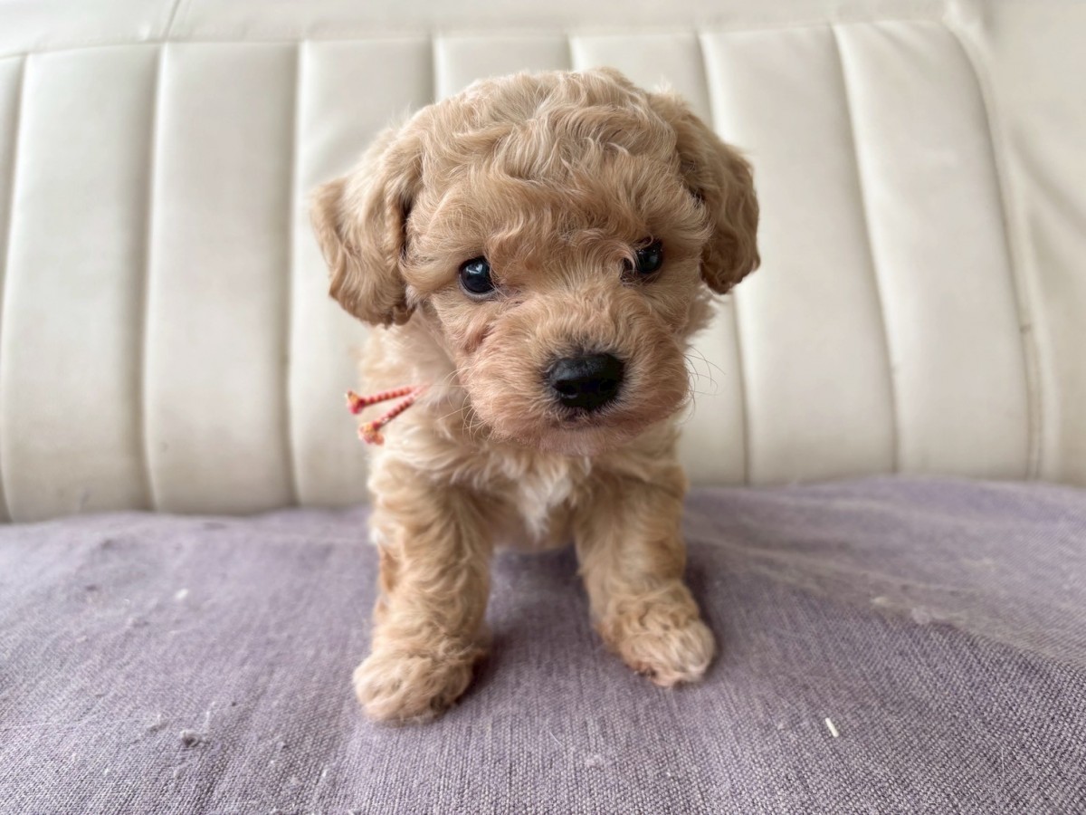 ギャラリー：▽MIX(ビション×プードル)の画像