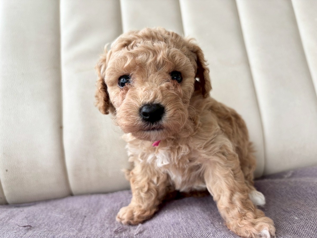 ギャラリー：▽MIX(ビション×プードル)の画像