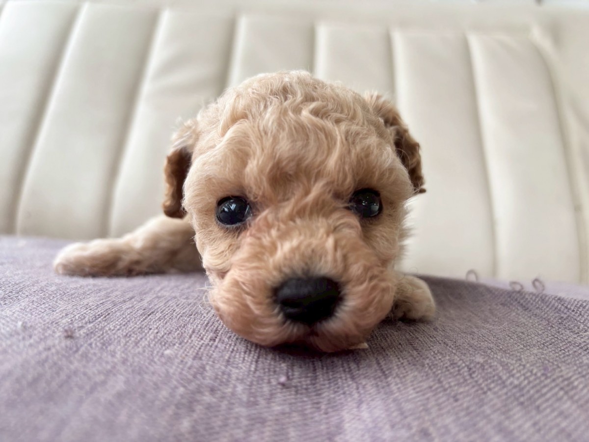 ギャラリー：▽MIX(ビション×プードル)の画像