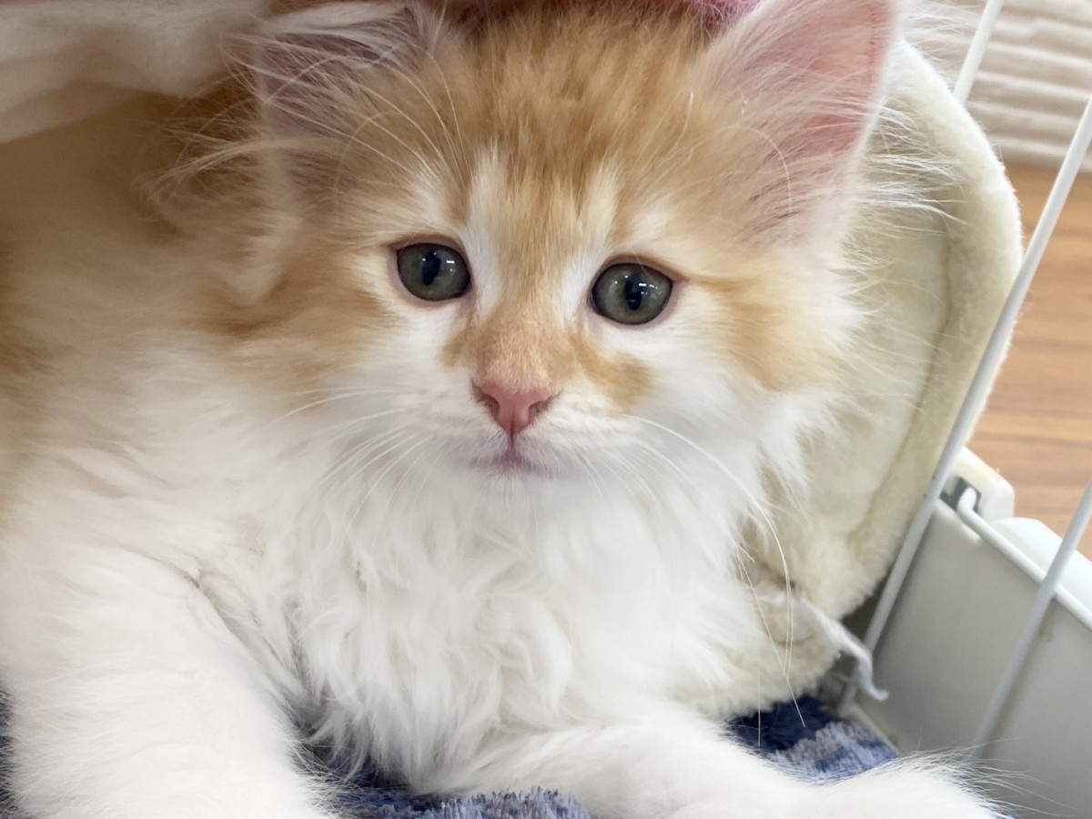 ▽ノルウェージャンフォレストキャット